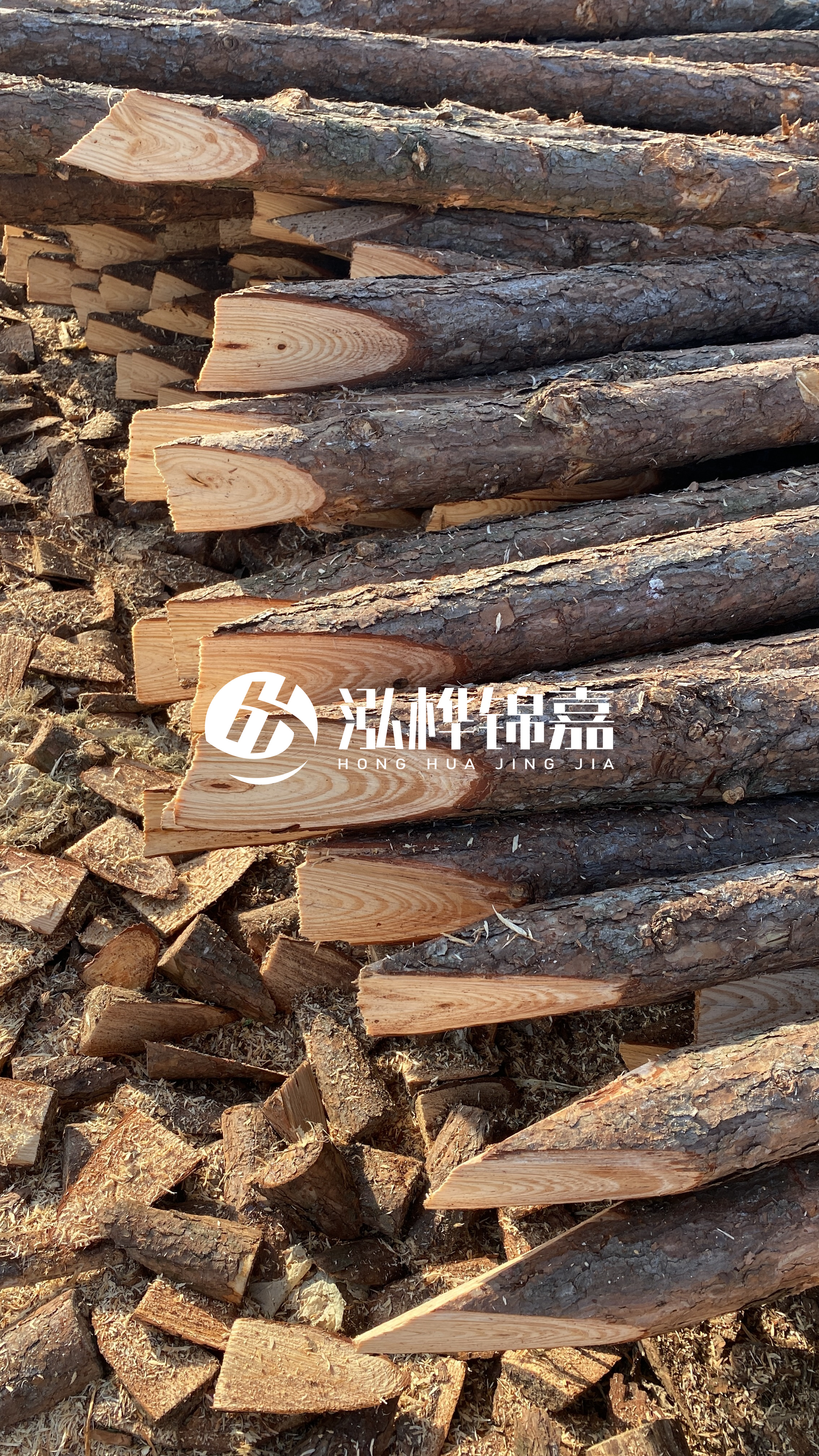 松木樁怎么分辨好壞？學(xué)會這幾招，輕松分辨松木樁好壞不踩雷！